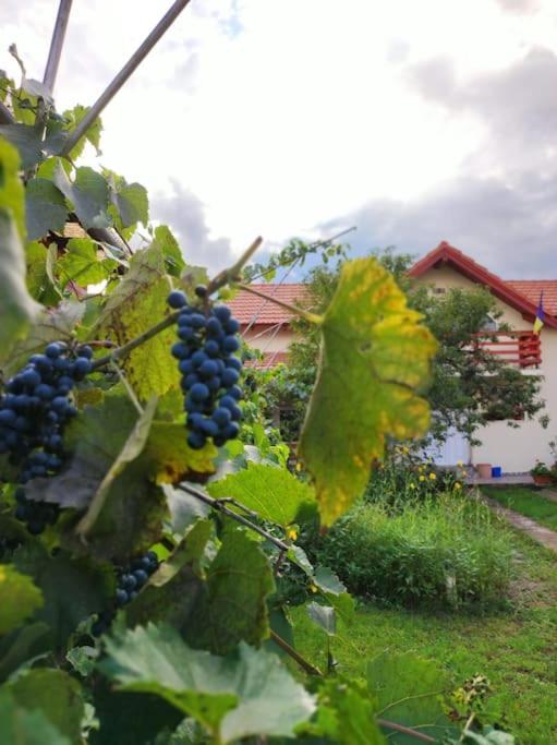 Villa Casa Piatra Craivii, Aproape De Alba Iulia Extérieur photo